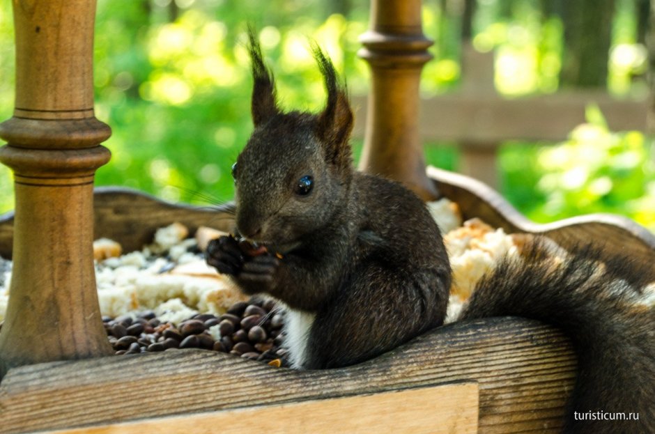 Белки с черным хвостом
