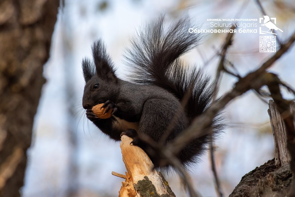 Белка черного цвета
