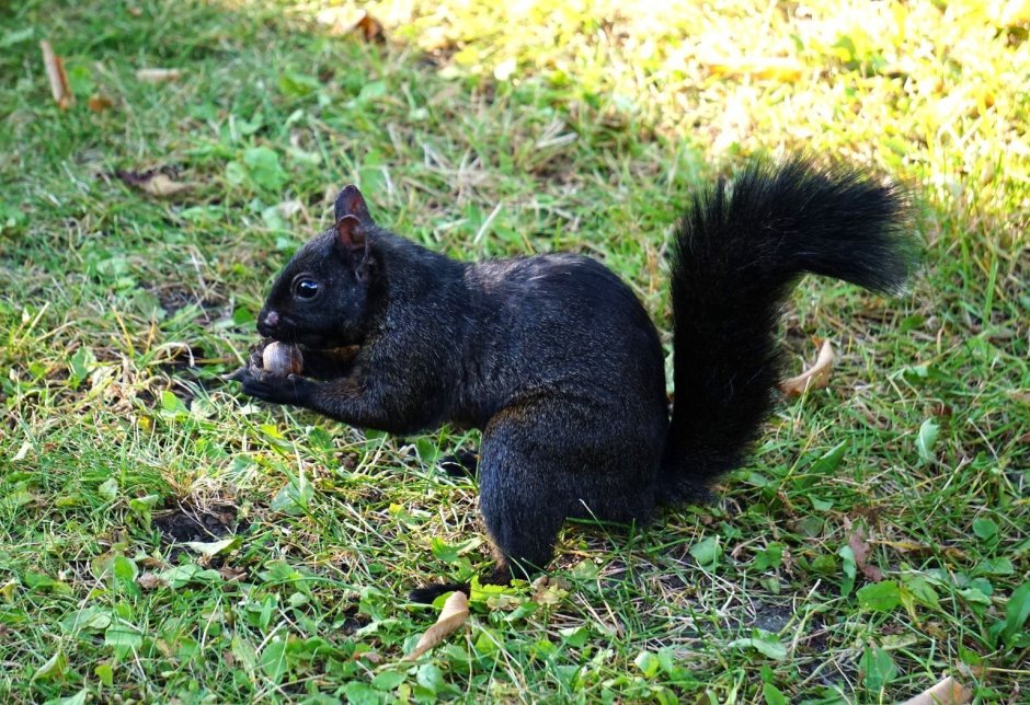Дреморская черная белка