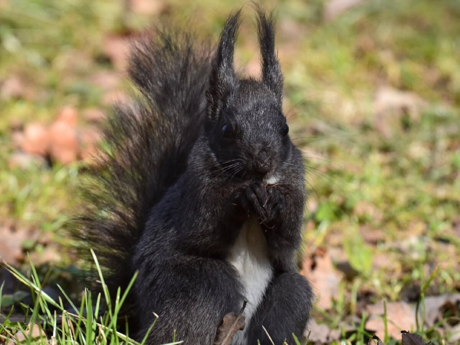 Белочка черно белая