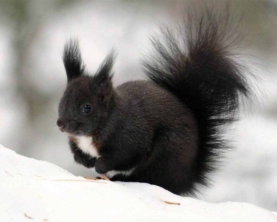 Белка ушки с кисточками