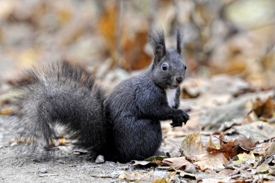 Черная белка в Москве