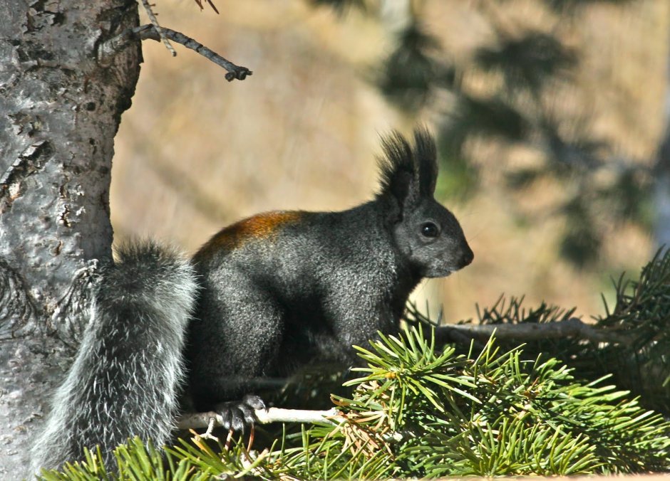 Чёрная белка с белой грудкой