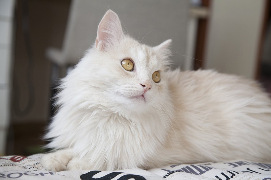 Турецкий персидский кот