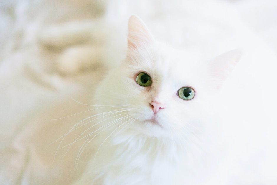 Red Silver Cat