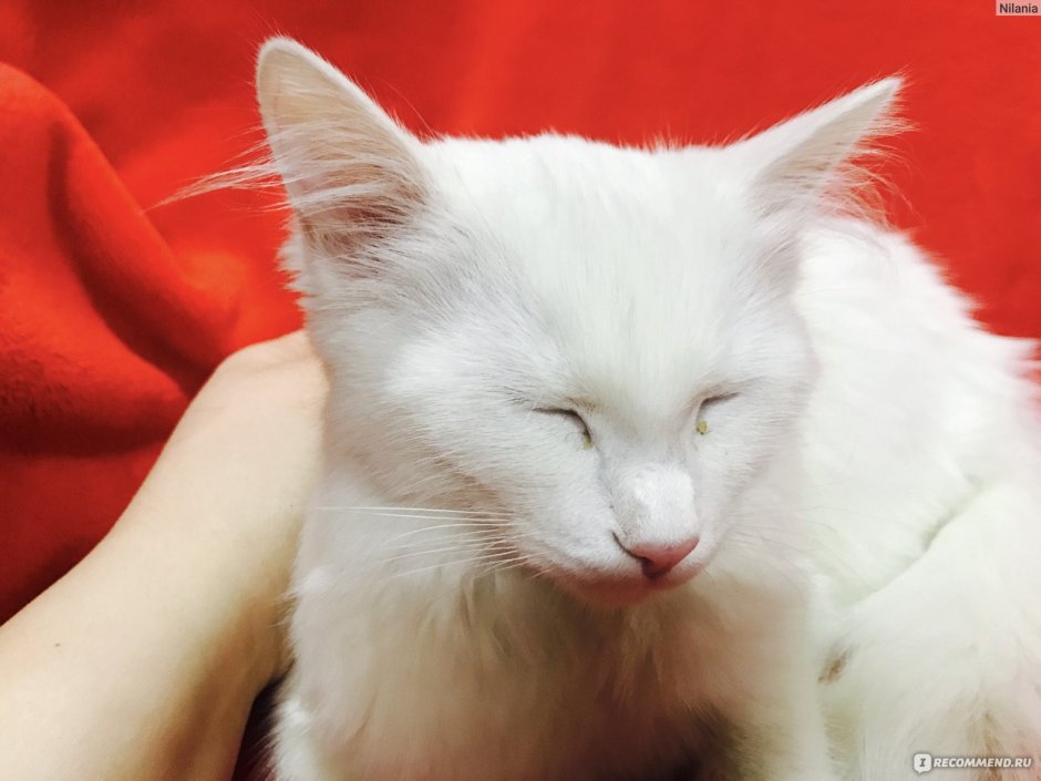 Ангорская кошка фото на белом фоне