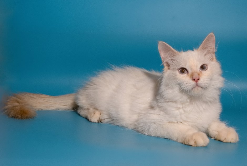 Турецкая ангора короткошерстная