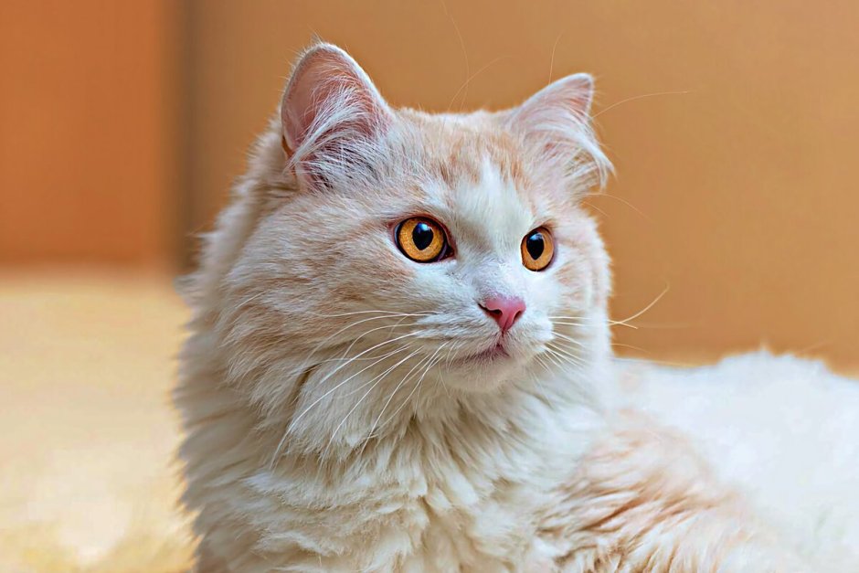 Турецкая ангора кошка