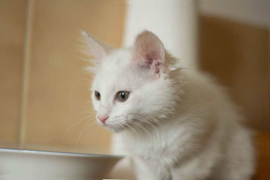 Ангорская кошка серая