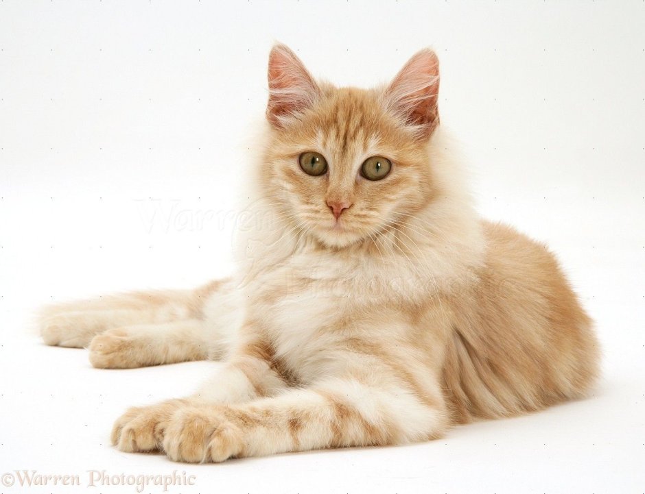 Сибирская Ангарка кошка