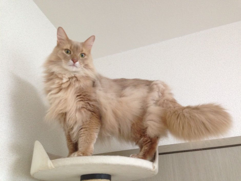 Сибирские котята белые