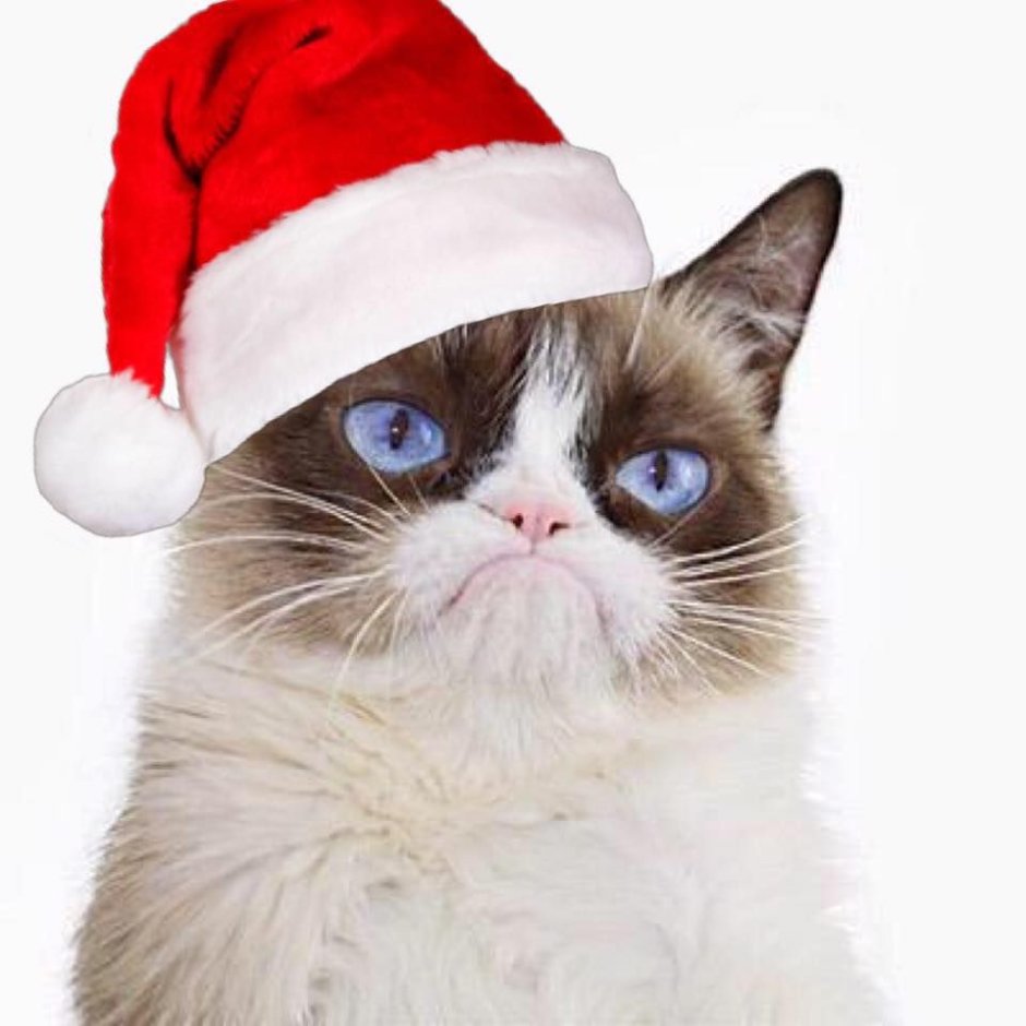 Коты в новогодних шапках