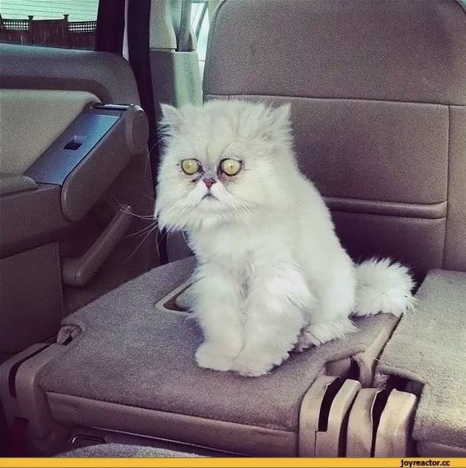 Кот персик плачет