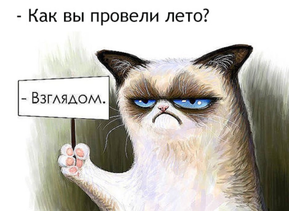 Грустный кот с табличкой