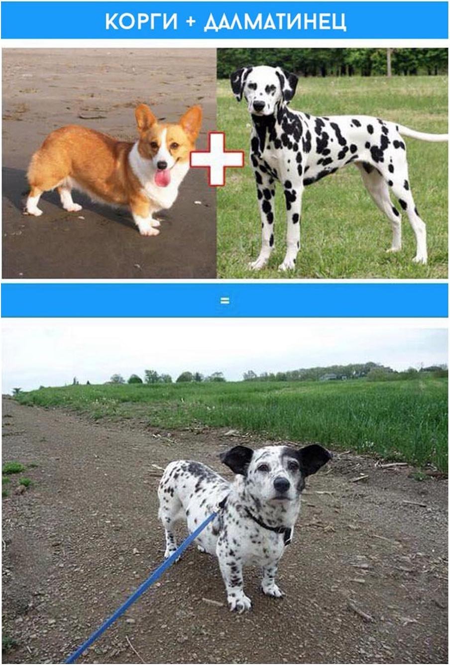 Смесь корги и далматинца