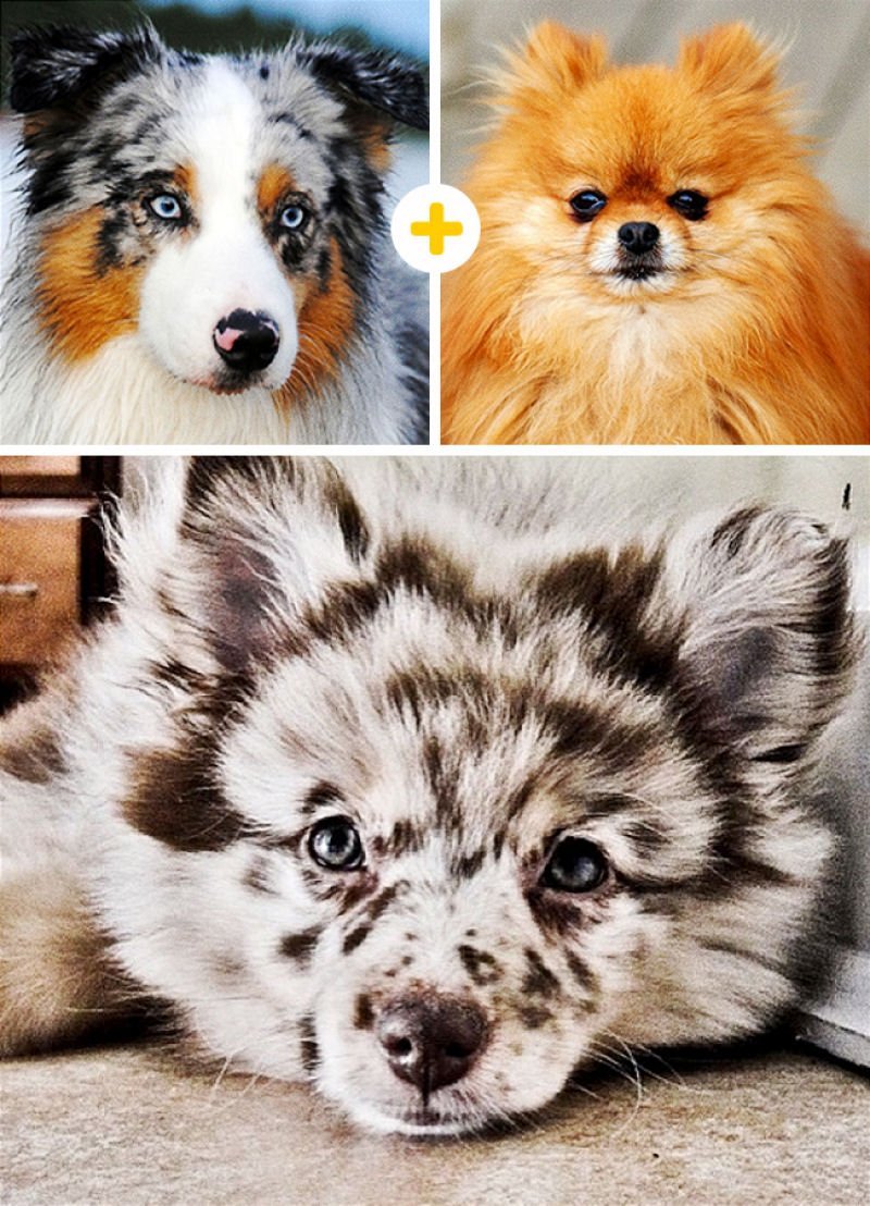 Шпиц далматинец