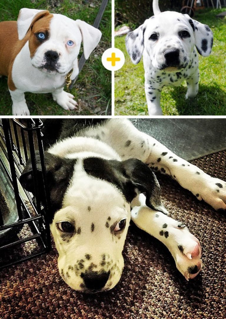 Далматинец лабрадор ретривер