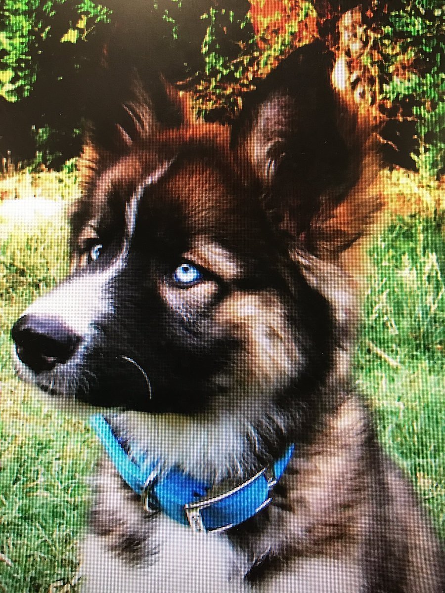 Метис хаски и овчарки