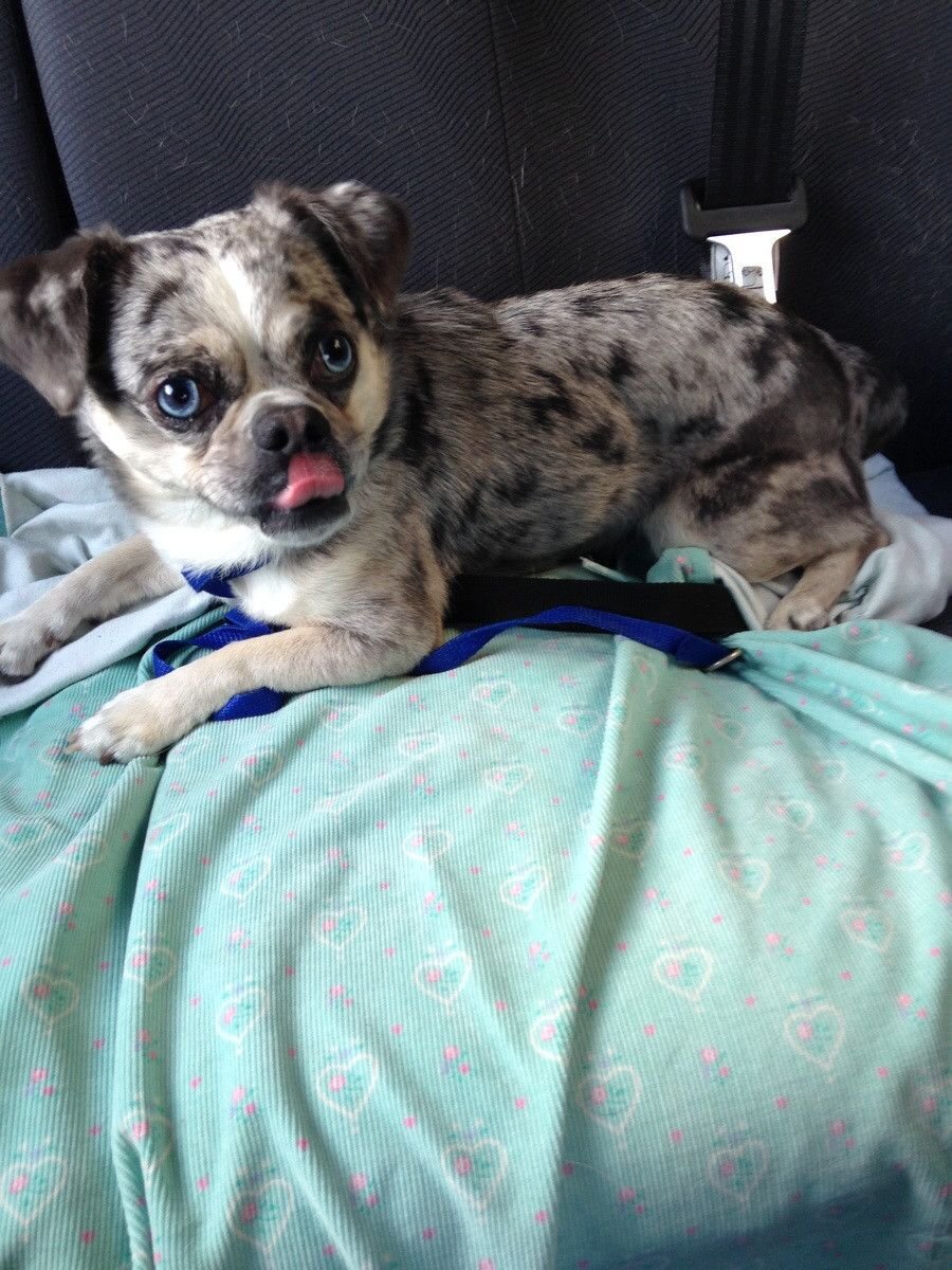 Мопс Блю Мерль