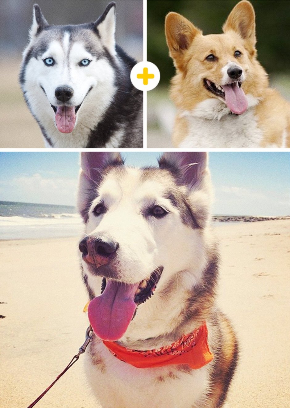 Собака корги и хаски