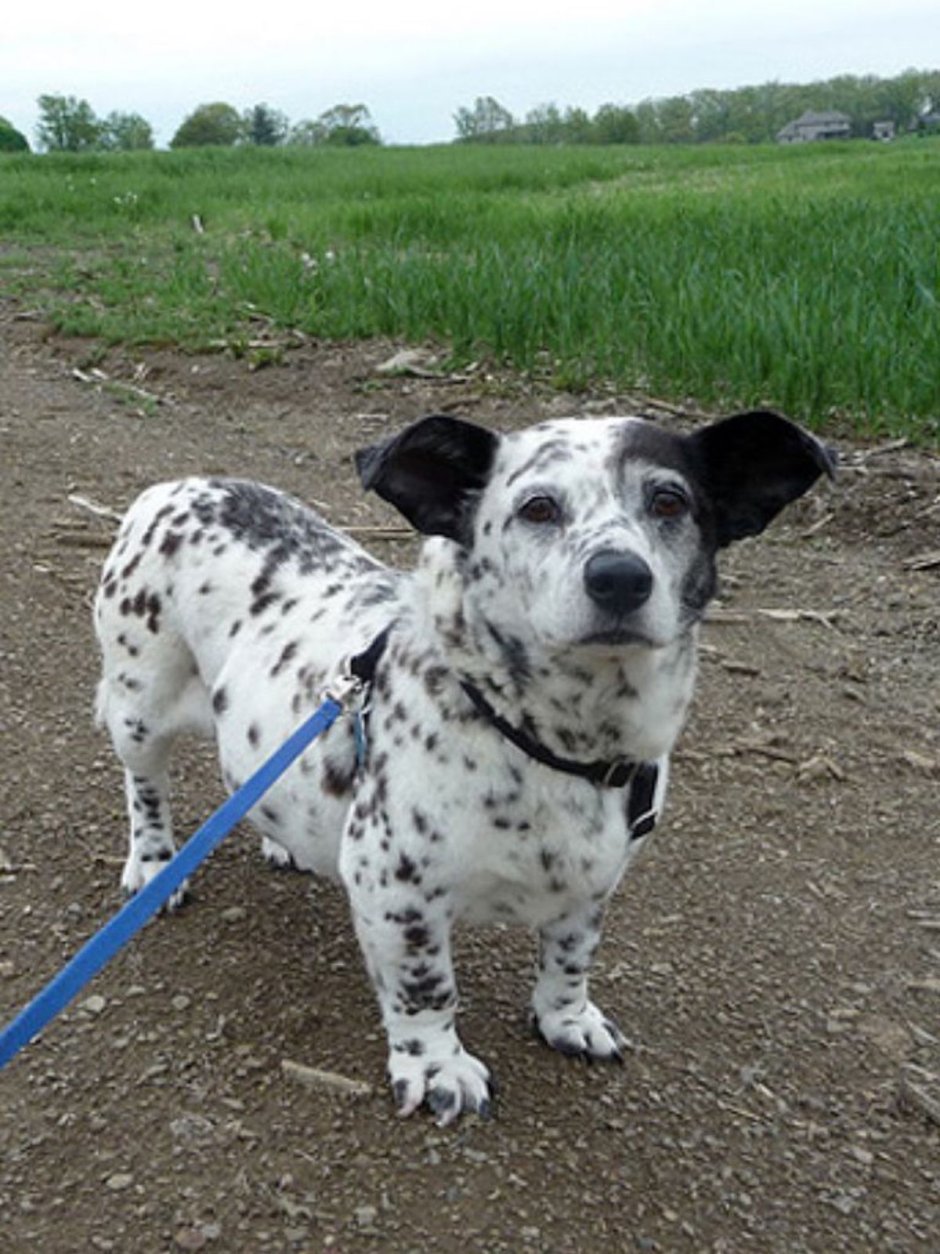 Корги далматинец