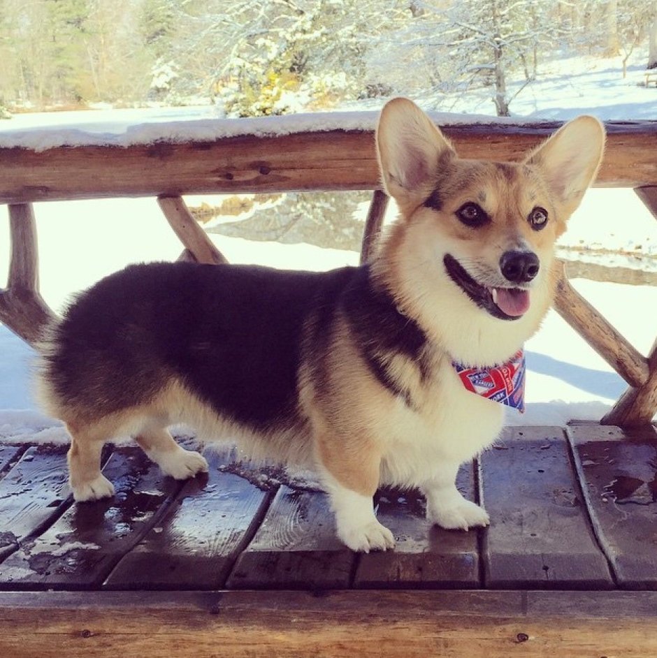 Метис корги и хаски