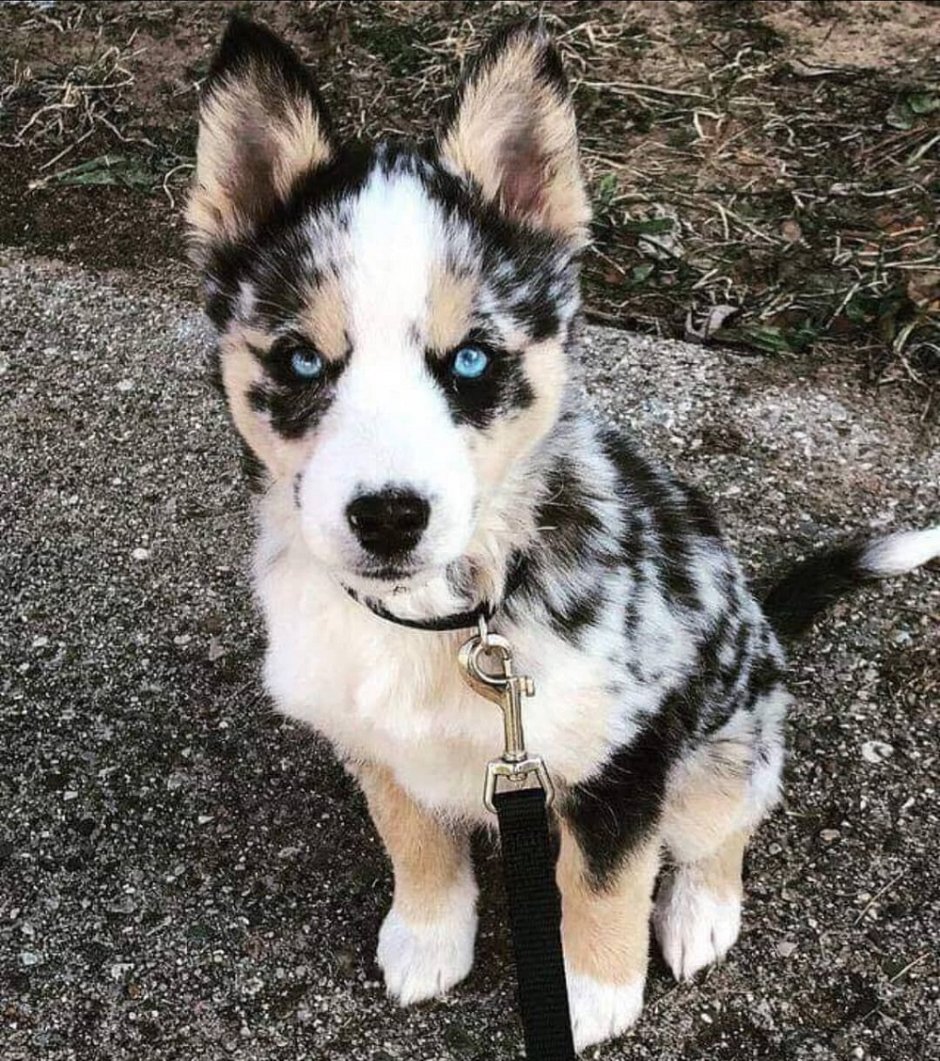 Метис корги и хаски