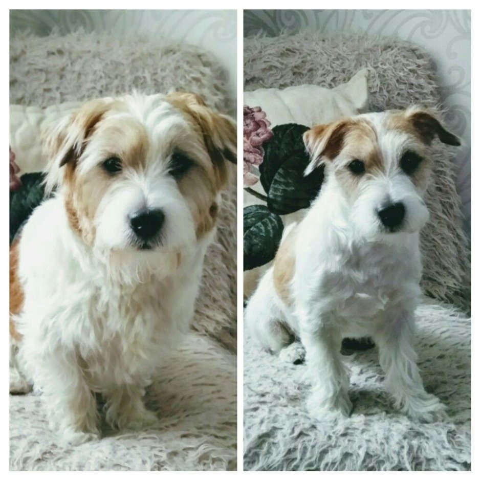 Джек-Рассел-терьер Бивер метис