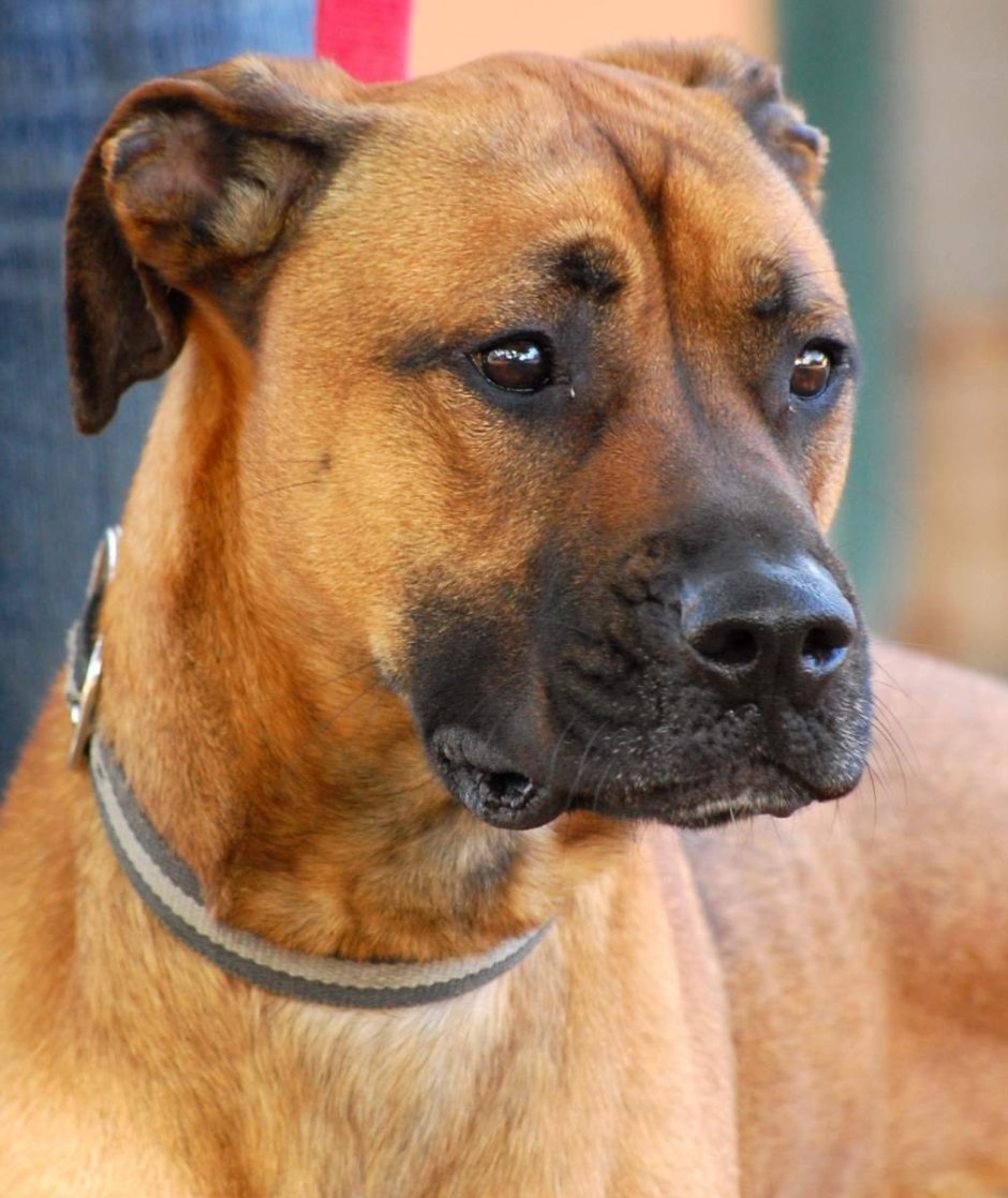 Метис стаффа и шарпея