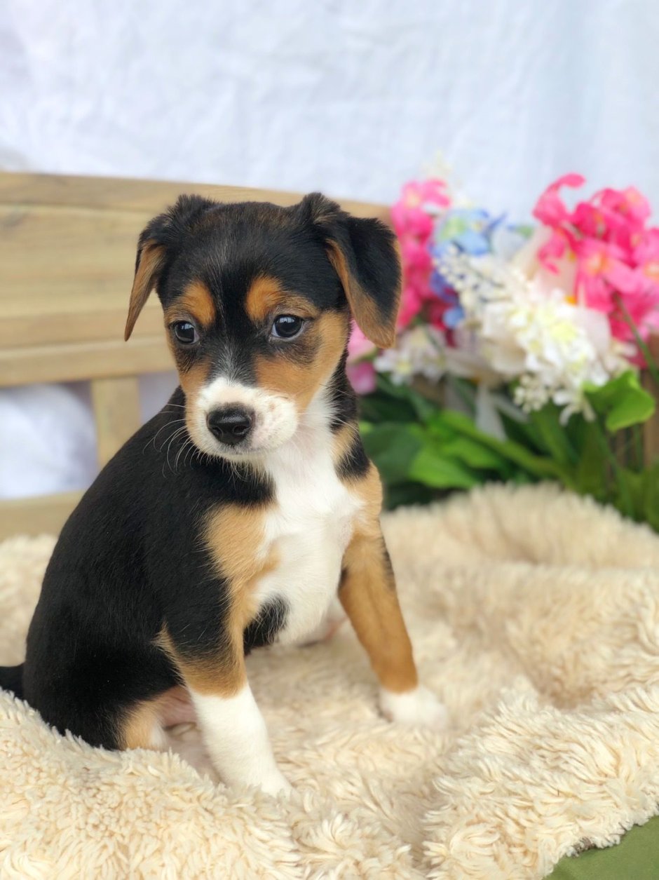 Бигль и чихуахуа