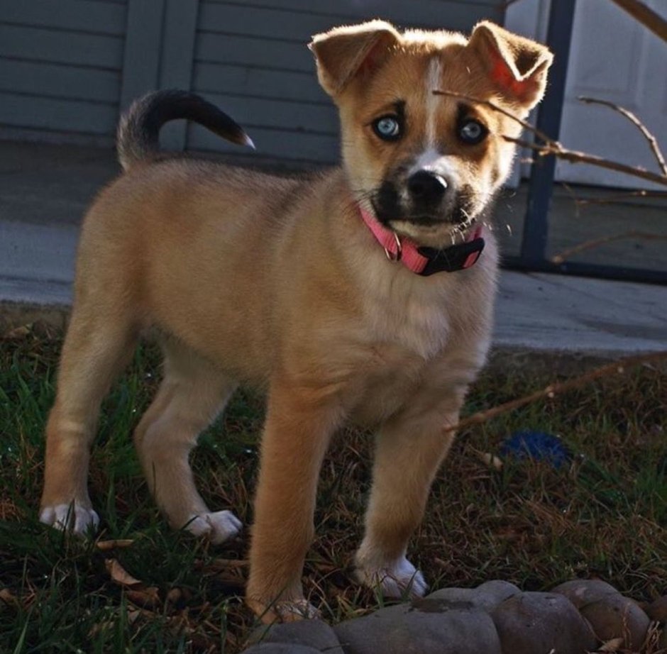 Метис стаффа и лайки