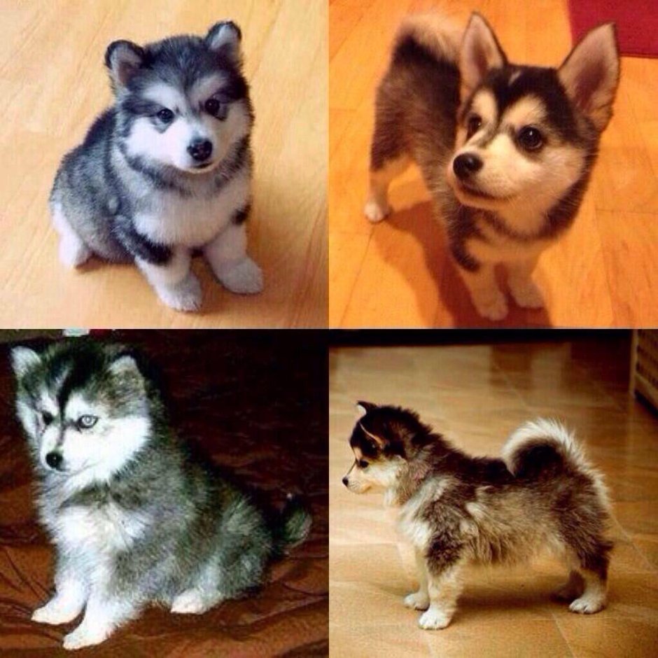 Померанский шпиц и хаски