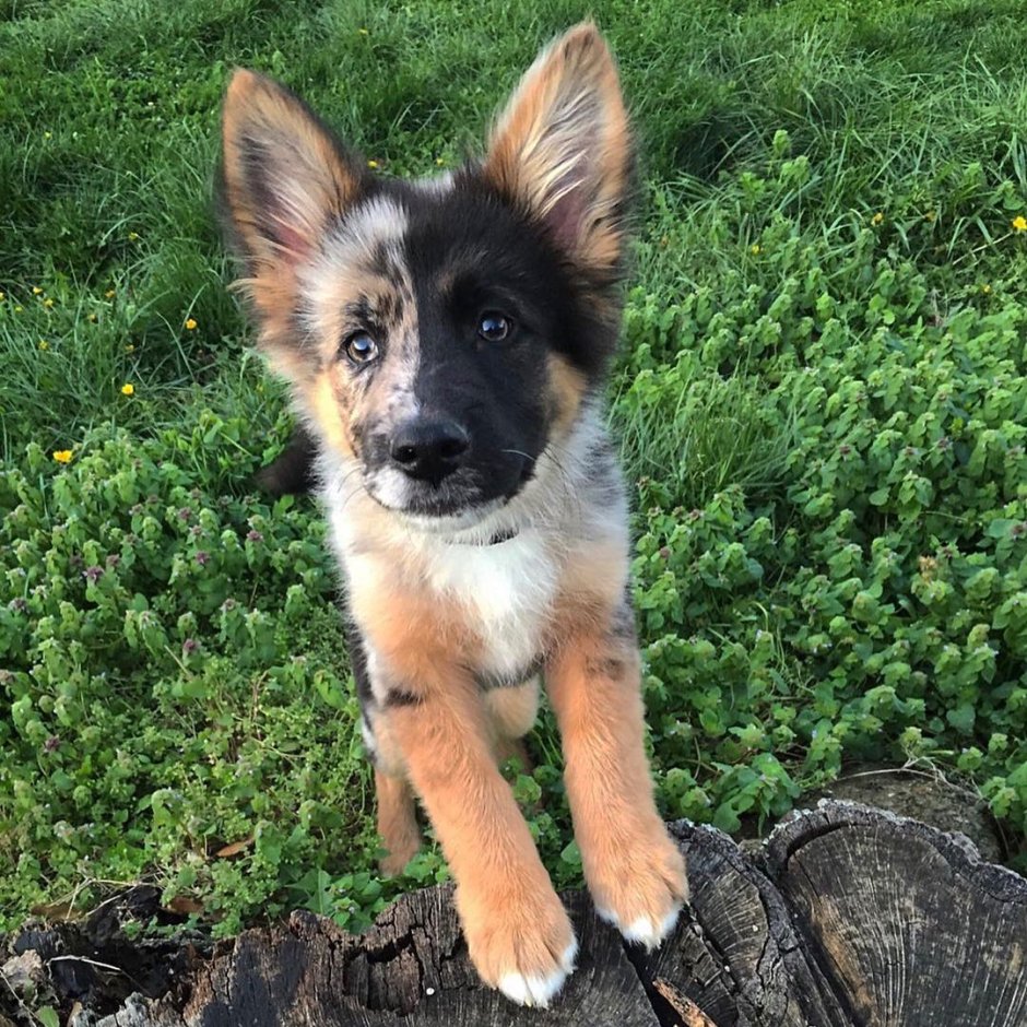 Метис малинуа и бордер колли