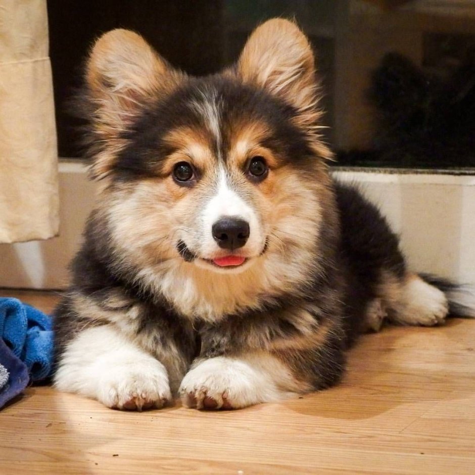 Маламут и корги