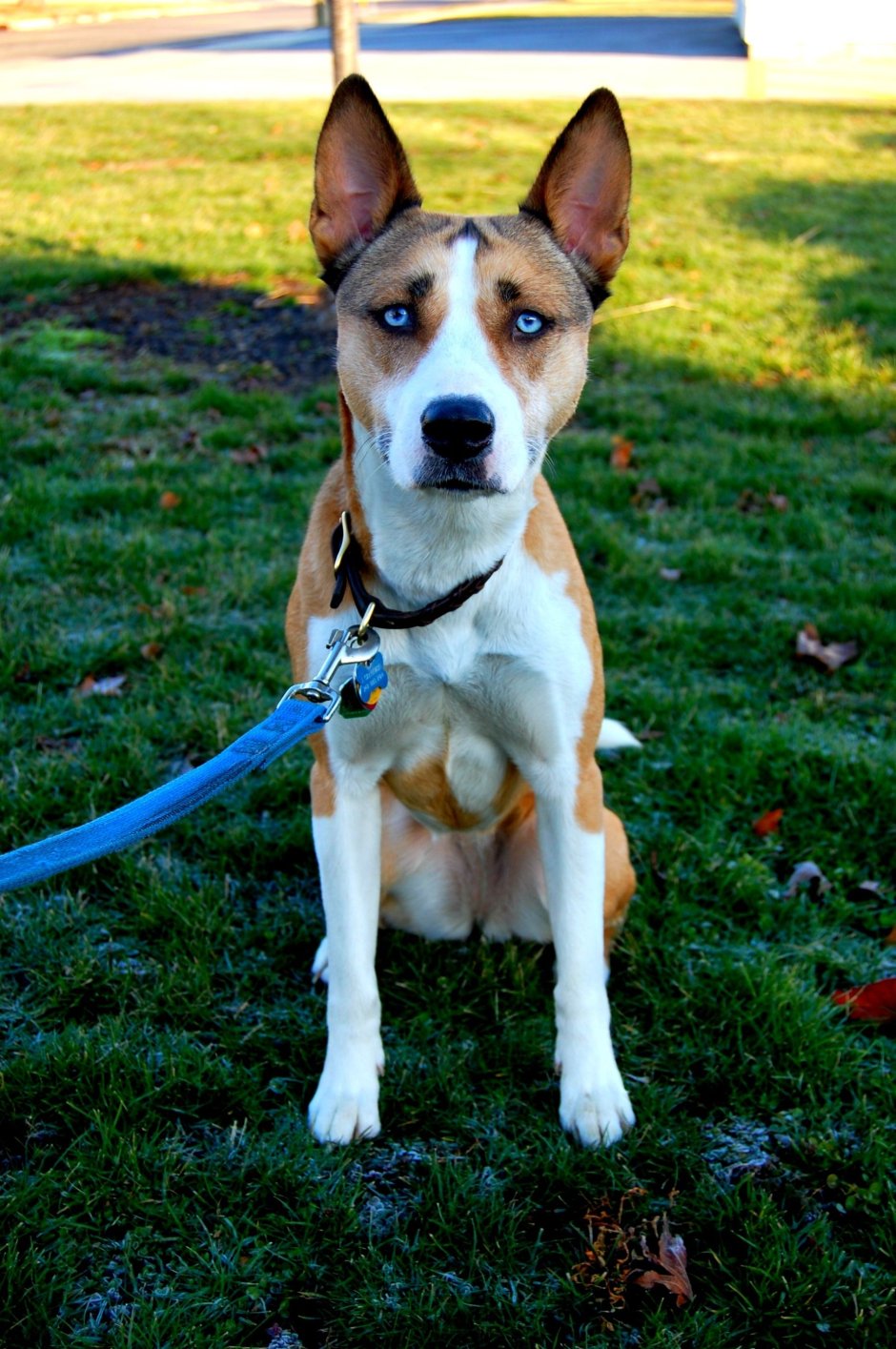 Стафф с хаски помесь