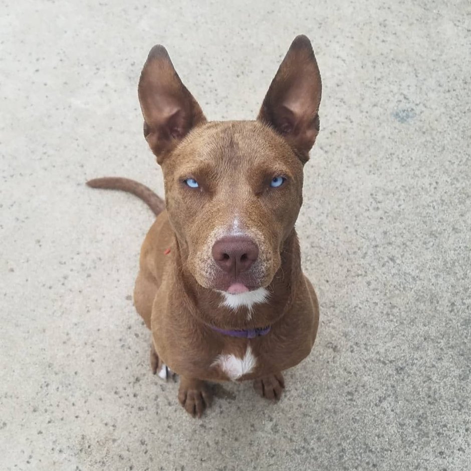 Смесь пород собак