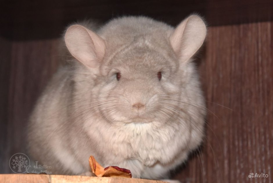 Шиншилла белый эбони