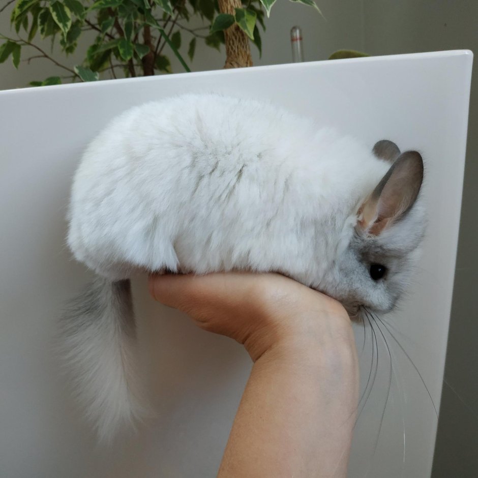 Шиншилла ангорка