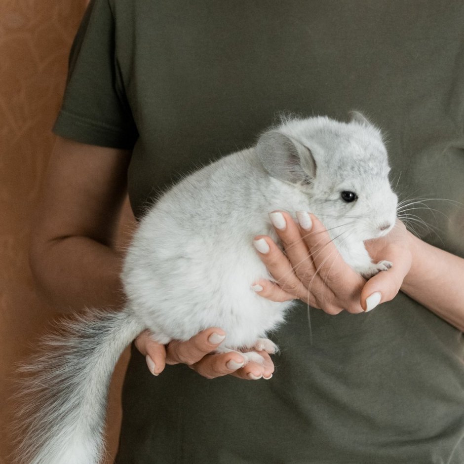 Шиншилла ангорская Королевская Персидская