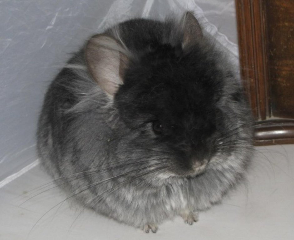 Королевская шиншилла