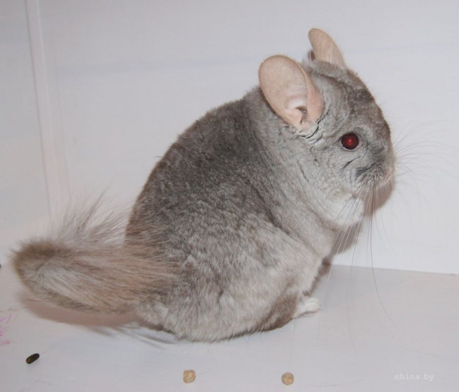 Большая короткохвостая шиншилла