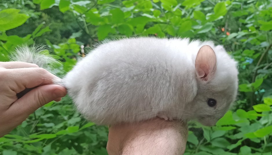 Персидская ангора кошка