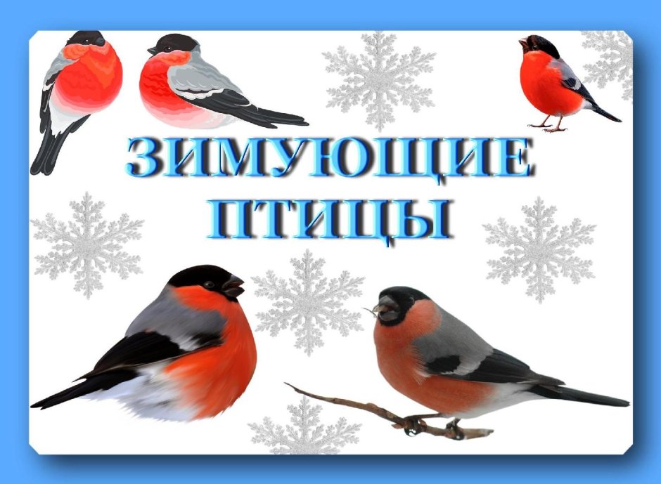 Обыкновенный Дубонос