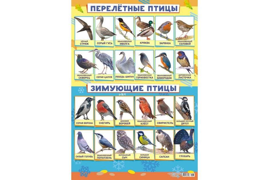 Снегирь синица свиристель