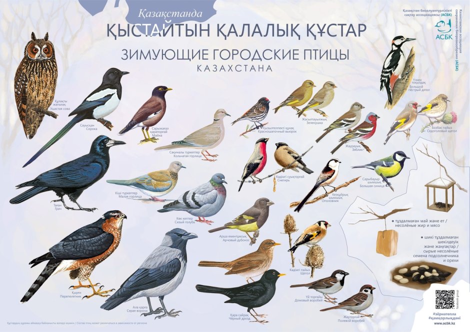 Зимующие птицы Сойка