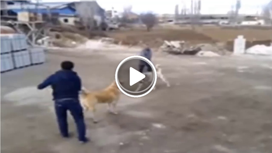 Кангал и Кавказская овчарка
