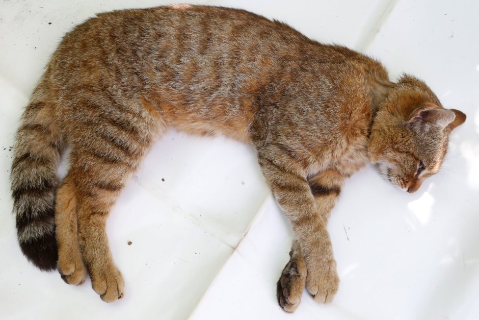 Лисья кошка на Корсике