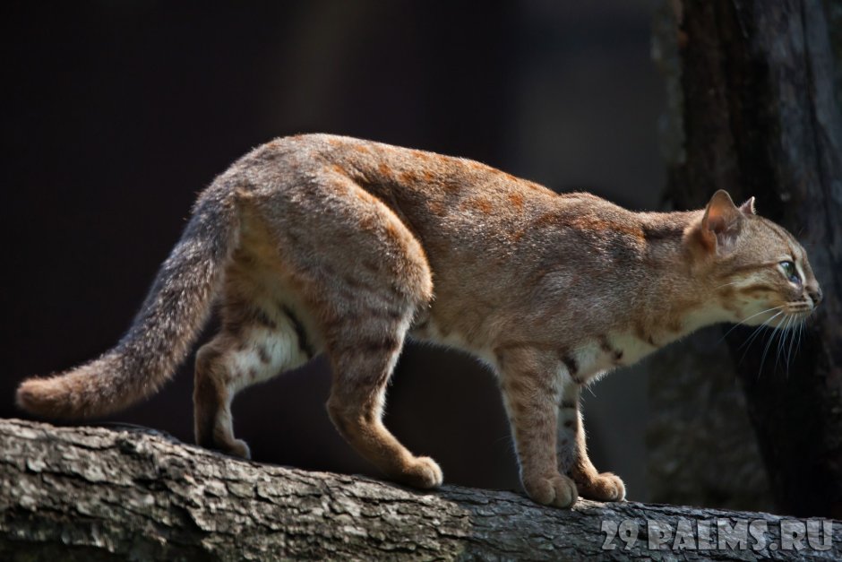 Корсиканский котолис