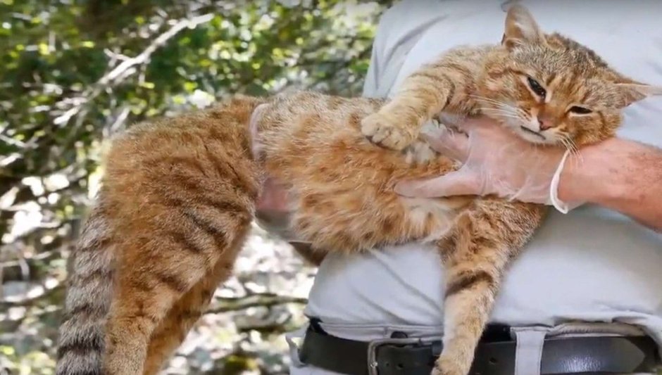 Котолис Корсика