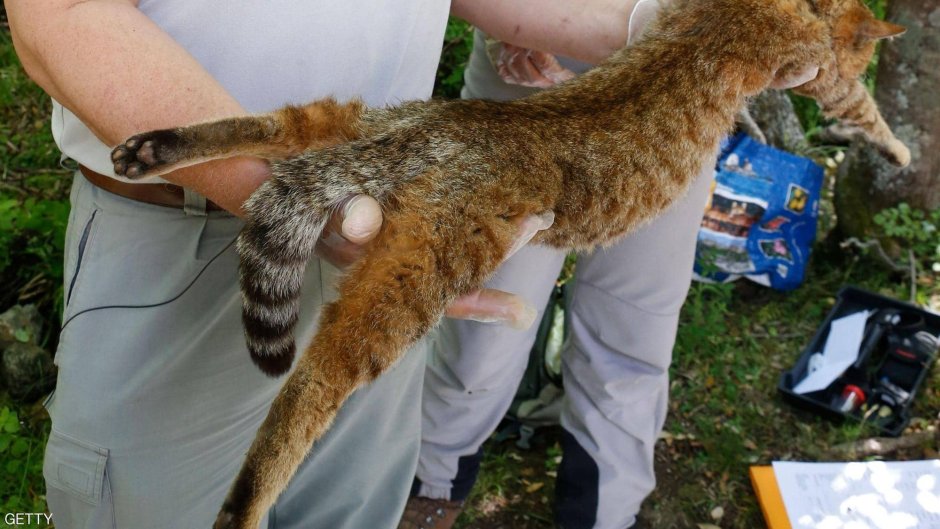 Степной кот Felis Silvestris lybica